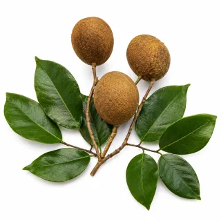 Copaïba etherische olie van Natuurzuiver