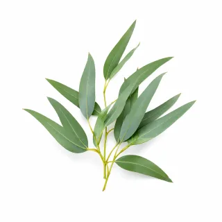 Eucalyptus Radiata etherische olie van Natuurzuiver