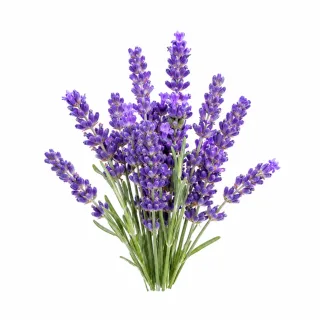 Lavendel etherische olie van Natuurzuiver
