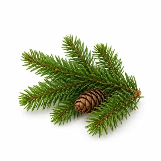 Spar etherische olie van Natuurzuiver