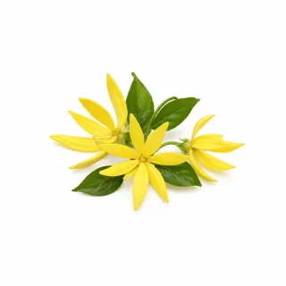Cananga etherische olie van Natuurzuiver
