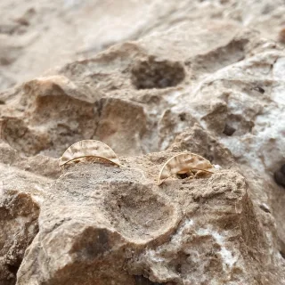 Cachée oorbellen sieraden van L'Heure Dorée