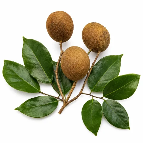 Copaïba etherische olie van Natuurzuiver