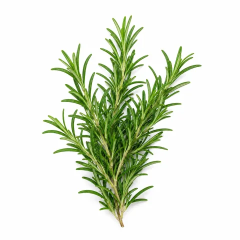 Rozemarijn etherische olie van Natuurzuiver