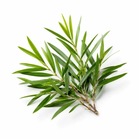 Tea Tree etherische olie van Natuurzuiver