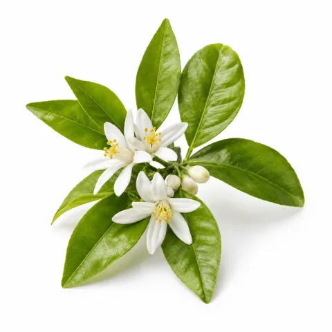 Neroli etherische olie van Natuurzuiver