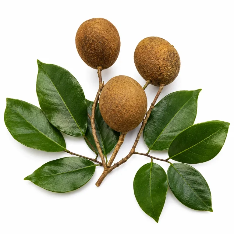 Copaïba etherische olie van Natuurzuiver