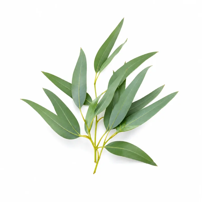 Eucalyptus Radiata etherische olie van Natuurzuiver
