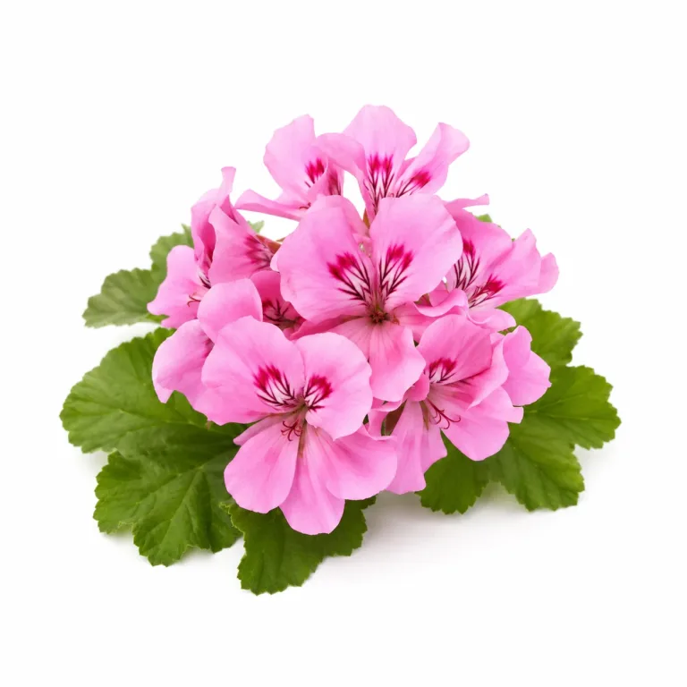 Geranium etherische olie van Natuurzuiver