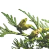 Cederhout olie Juniperus Virginiana