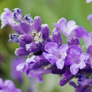 Lavendel etherische olie