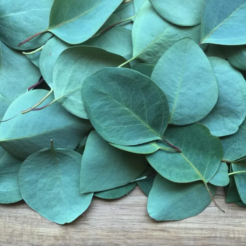 Eucalyptus Globulus etherische olie